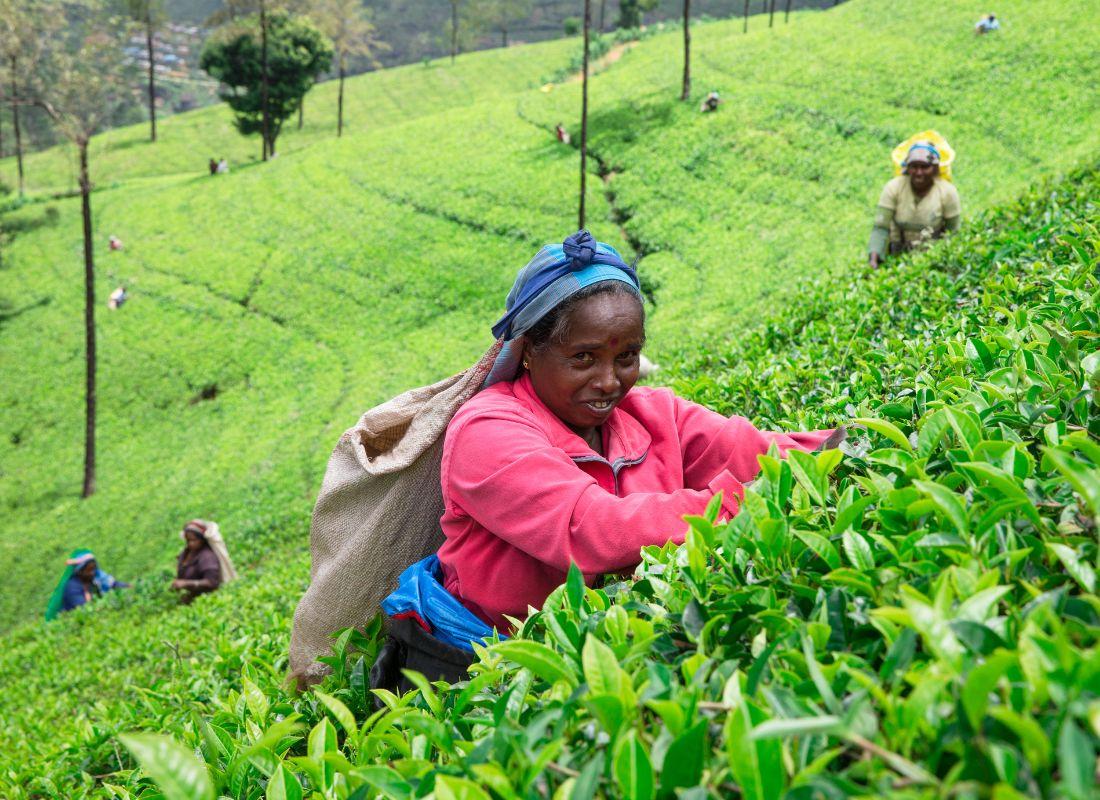 Srí Lanka, Nuwara Eliya