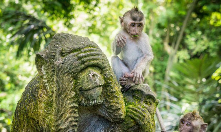 Indonézia, Bali, Majomerdő