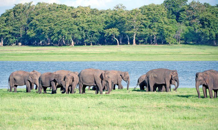 Srí Lanka, Minneriya Nemzeti Park