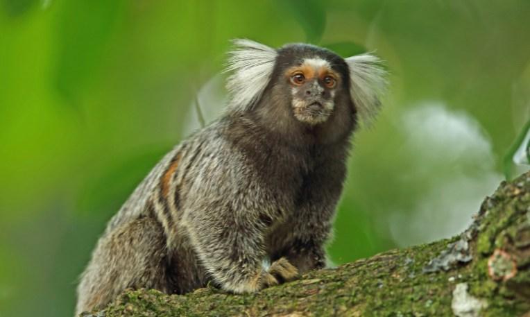 Brazília, selyemmajom
