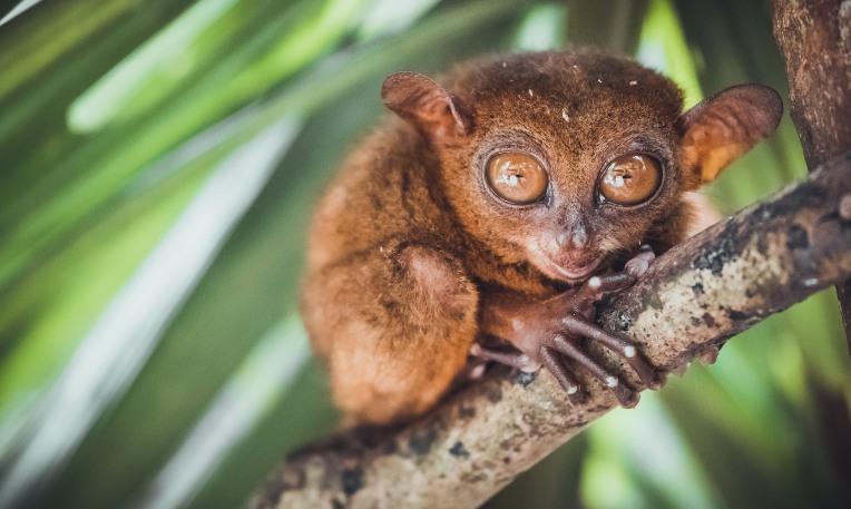 Fülöp-szigetek, Bohol-sziget, kobold maki
