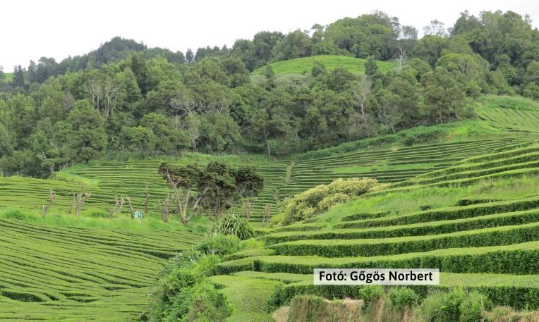 Azori-szigetek, São Miguel, Gorreana teaültetvény