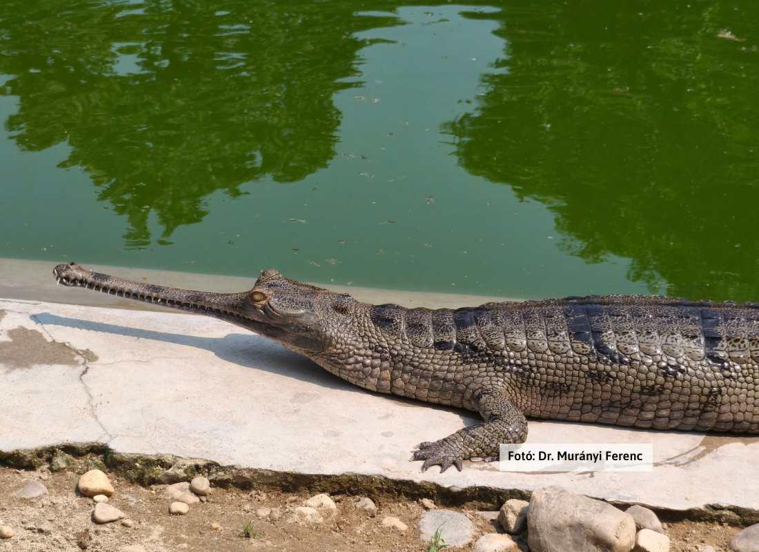 Nepál, Chitwan Nemzeti Park