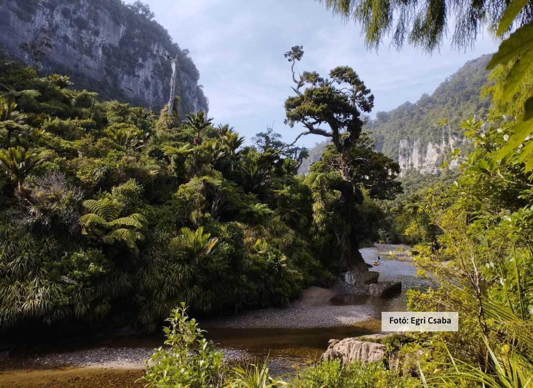 Új-Zéland, Paparora Nemzeti Park
