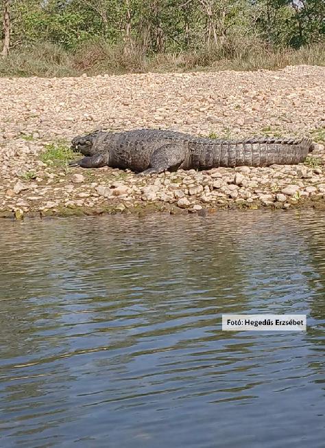 Nepál, Pihenő krokodil a Rapti-folyón