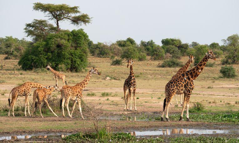 Uganda, Murchison-vízesés Nemzeti Park, zsiráf