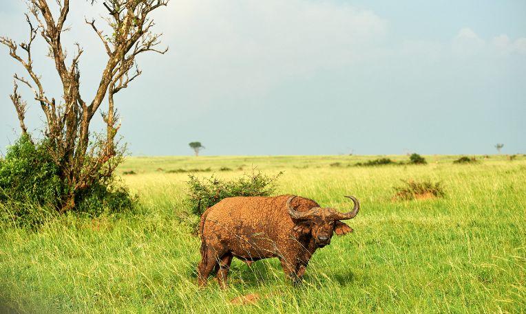Uganda, Murchison-vízesés Nemzeti Park