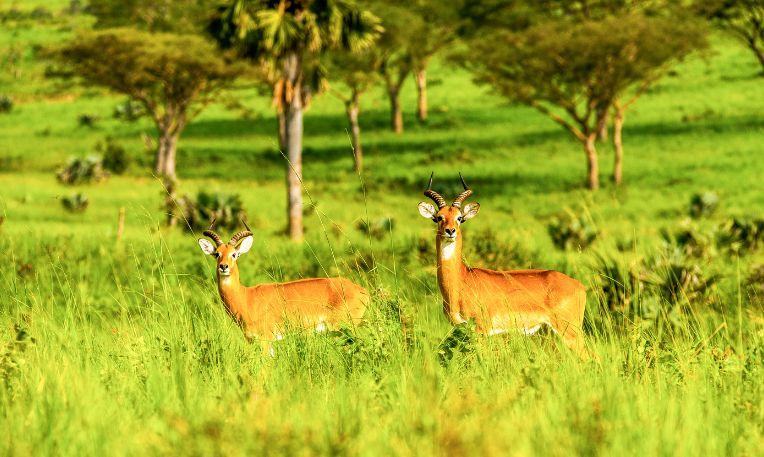 Uganda, Murchison-vízesés Nemzeti Park