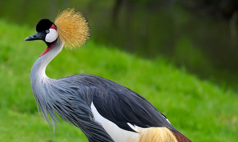 Uganda, Murchison-vízesés Nemzeti Park, szürke koronás daru