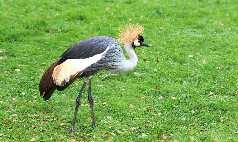 Uganda, Murchison-vízesés Nemzeti Park, szürke koronás daru