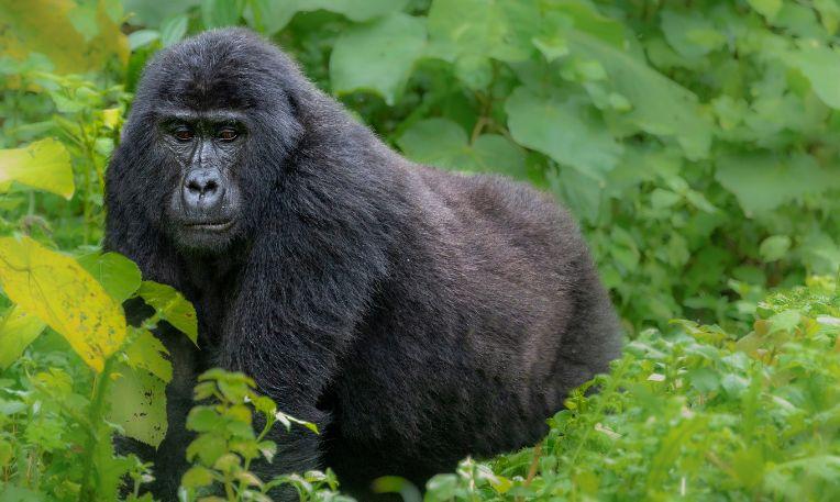 Uganda, hegyi gorilla
