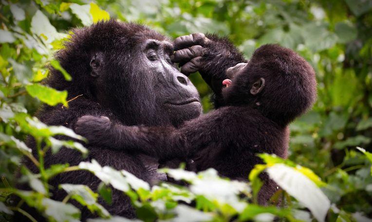 Uganda, hegyi gorilla