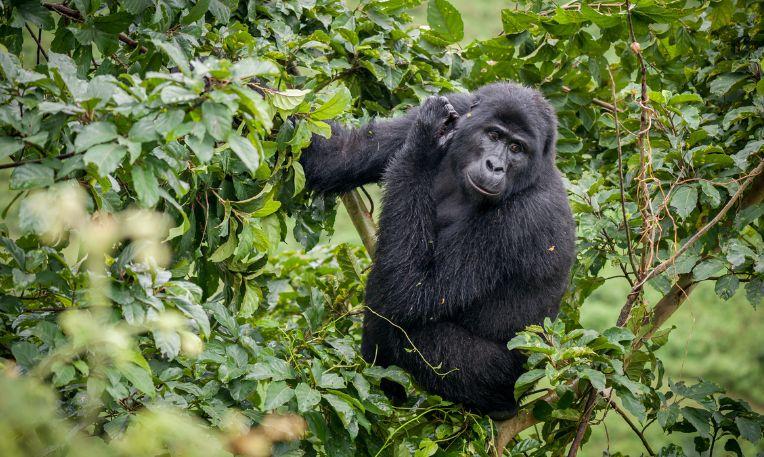 Uganda, hegyi gorilla