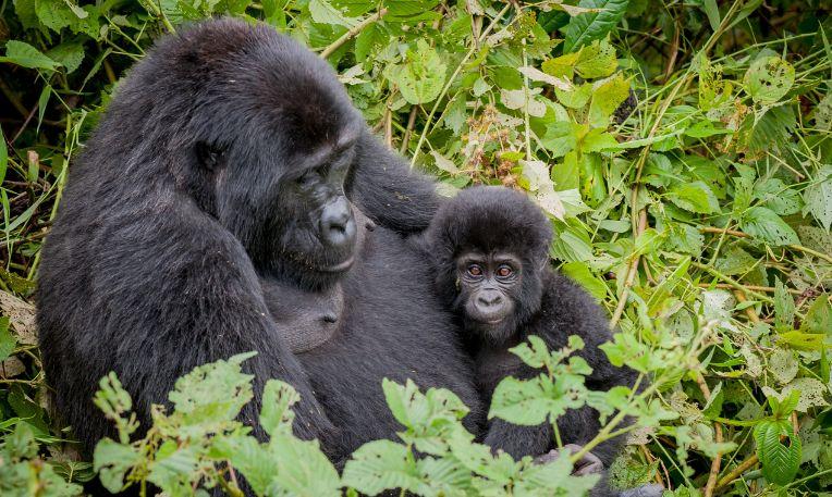 Uganda, hegyi gorilla