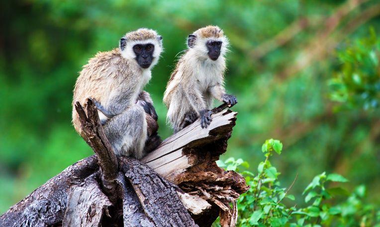 Uganda, Kibale Nemzeti Park, fekete arcú vervet majom