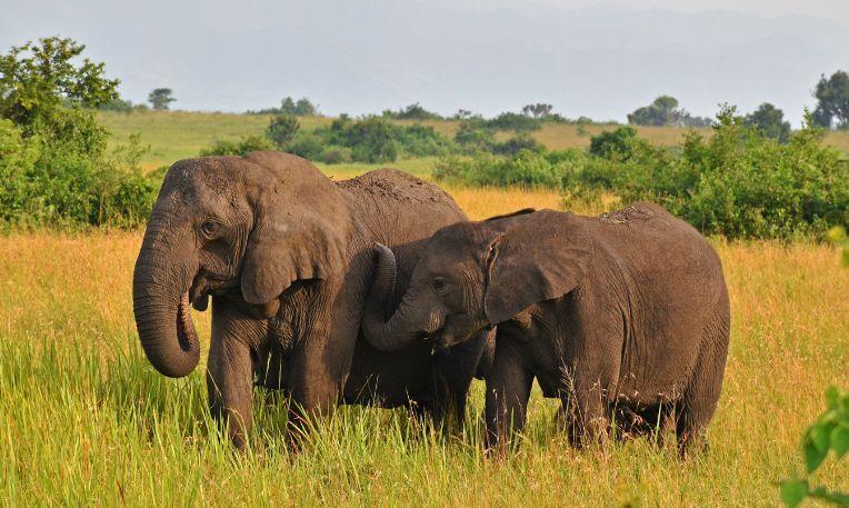 Uganda, Queen Elizabeth Nemzeti Park