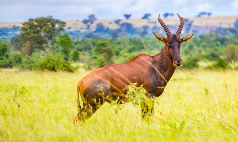 Uganda, Queen Elizabeth Nemzeti Park