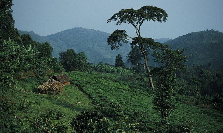 Uganda, teaültetvény