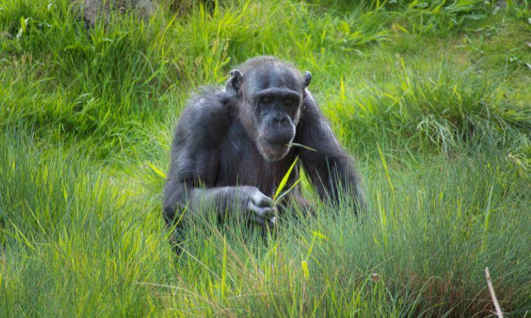 Uganda, Kibale Nemzeti Park, csimpánz