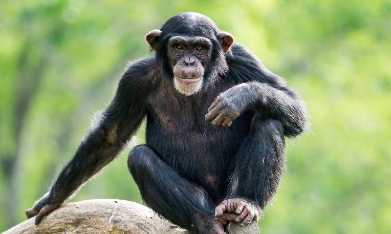 Uganda, Kibale Nemzeti Park, csimpánz