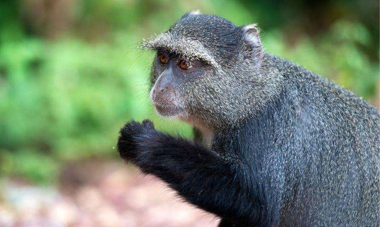 Uganda, Kibale Nemzeti Park, kék majom
