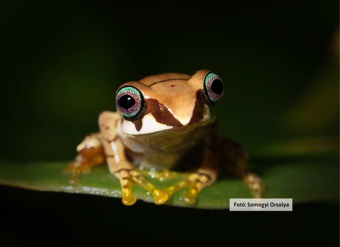 Madagaszkár, béka