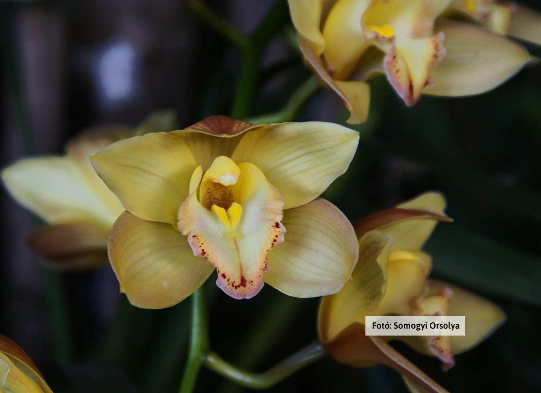 Madagaszkár, orchidea