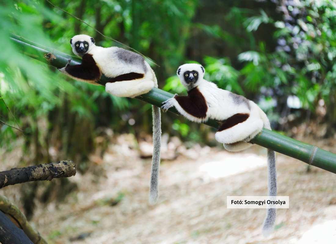 Madagaszkár, majom