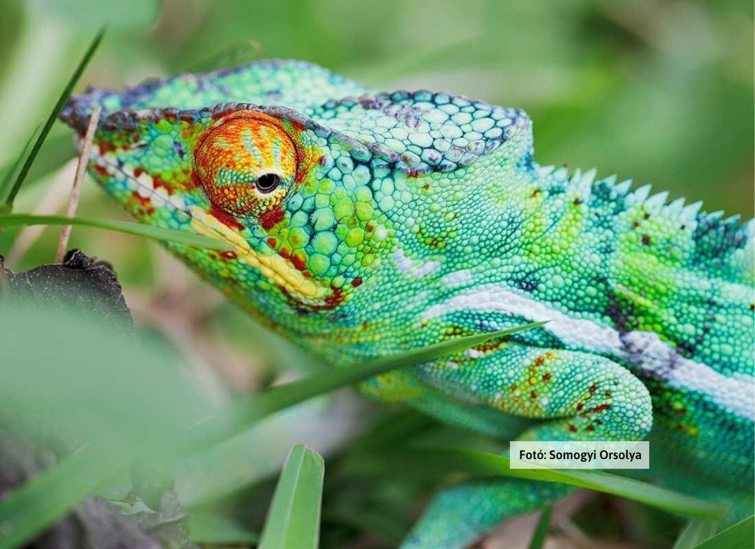 Madagaszkár, kaméleon