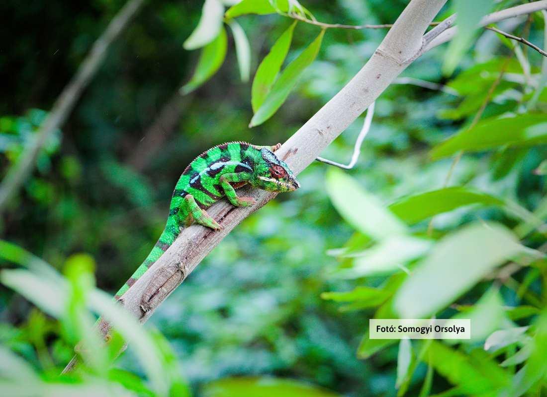 Madagaszkár, kaméleon