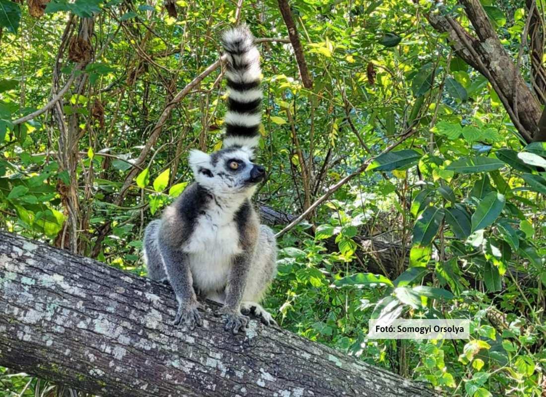 Madagaszkár, gyűrűsfarkú maki