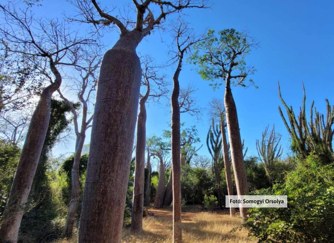 Madagaszkár, baobab fák