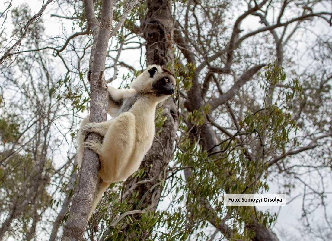 Madagaszkár, majom