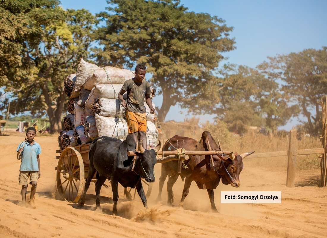 Madagaszkár, életkép