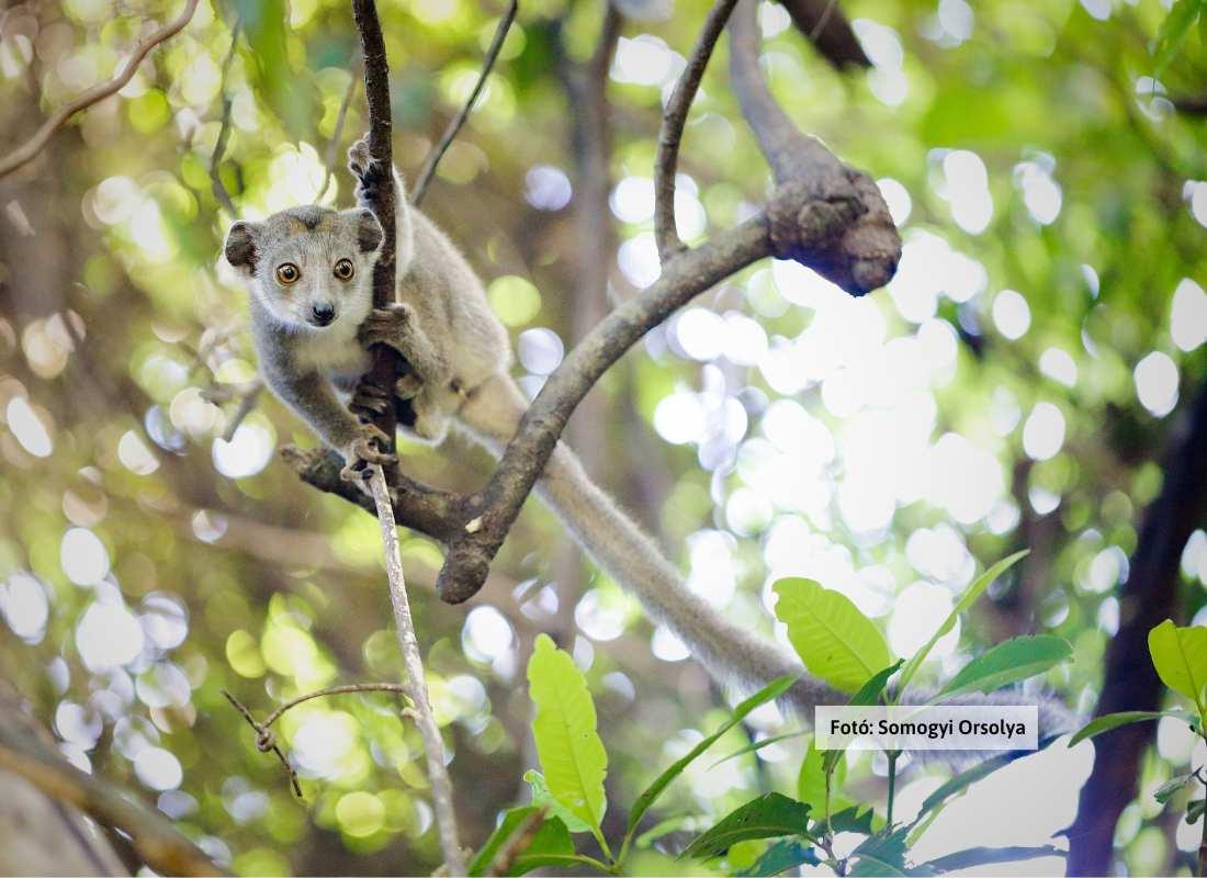 Madagaszkár, majom