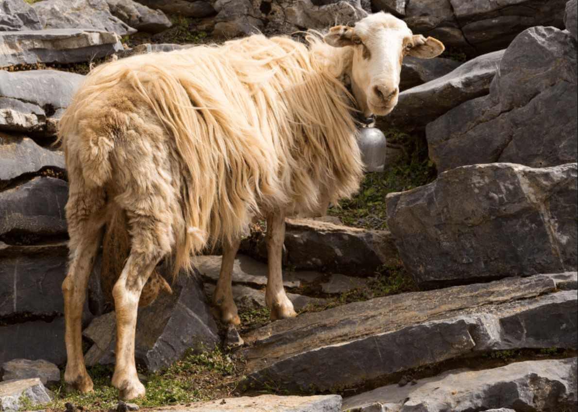 Kréta, krétai kecske