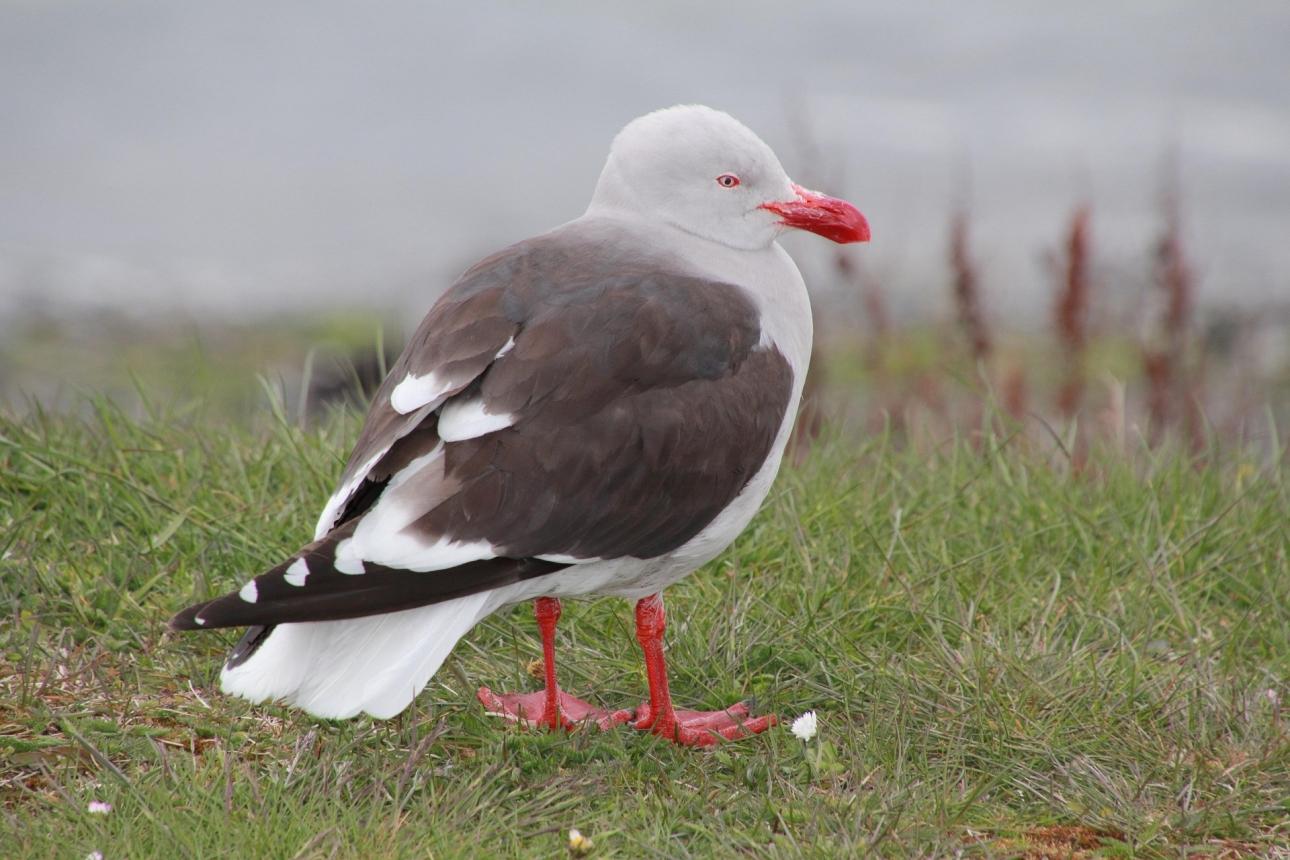 Tűzföld, Ushuaia - sirály
