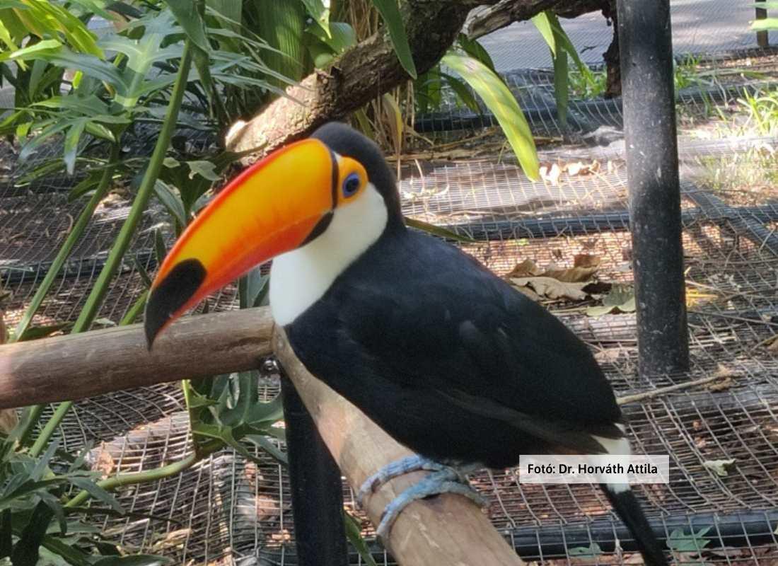 Dél-Amerika, tukán