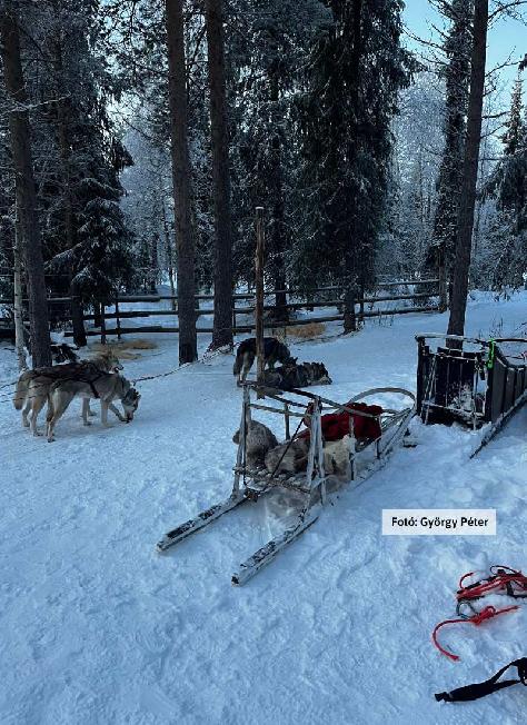 Finnország, Lappföld, husky farm