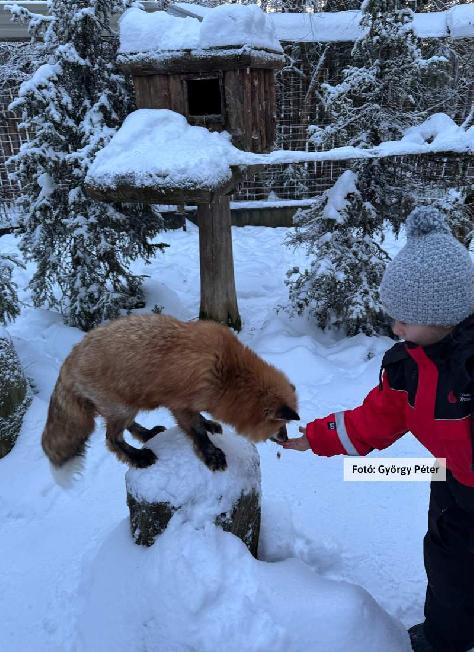 Finnország, Lappföld, állatsimogatás