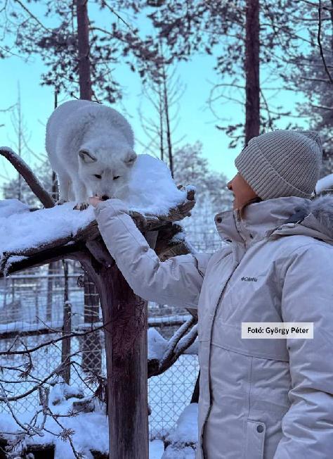 Finnország, Lappföld, állatsimogatás