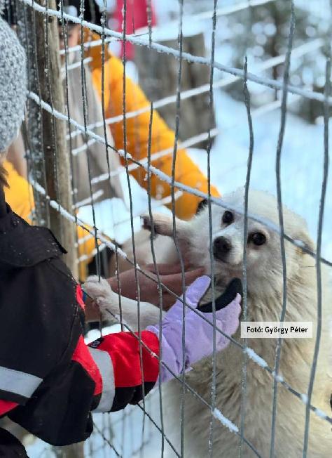 Finnország, Lappföld, állatsimogatás