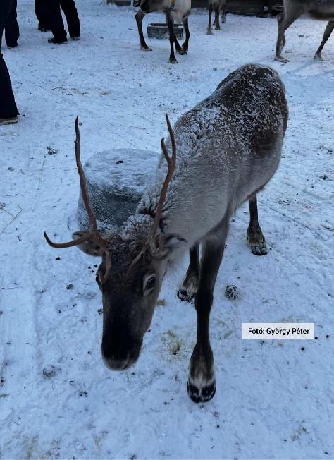 Finnország, Lappföld, rénszarvas farm