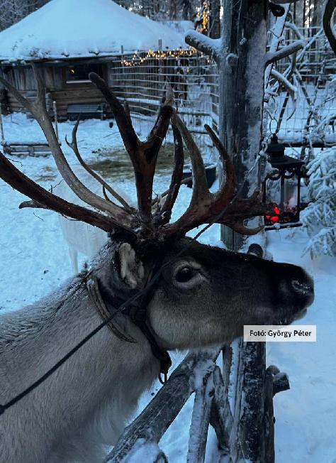 Finnország, Lappföld, rénszarvas farm