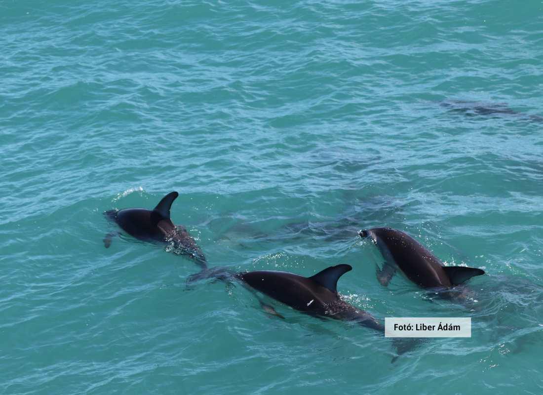 Új-Zéland, Kaikoura-kanyon, delfinek