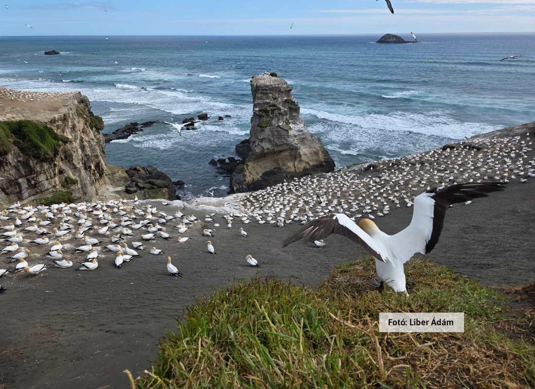 Új-Zéland, tájkép