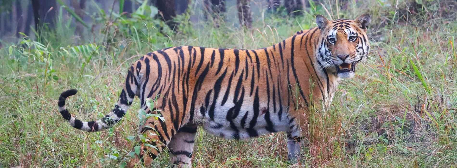 India előadás - Tigris és nagyvad szafari program