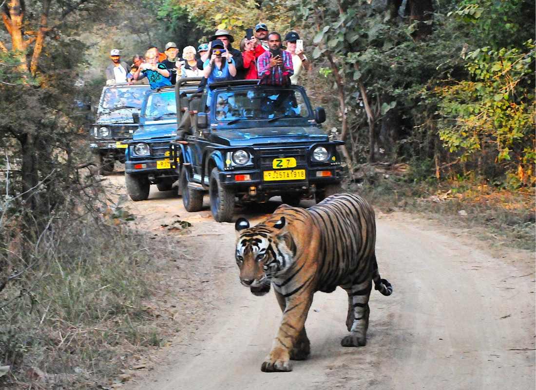 India előadás - Tigris és nagyvad szafari program