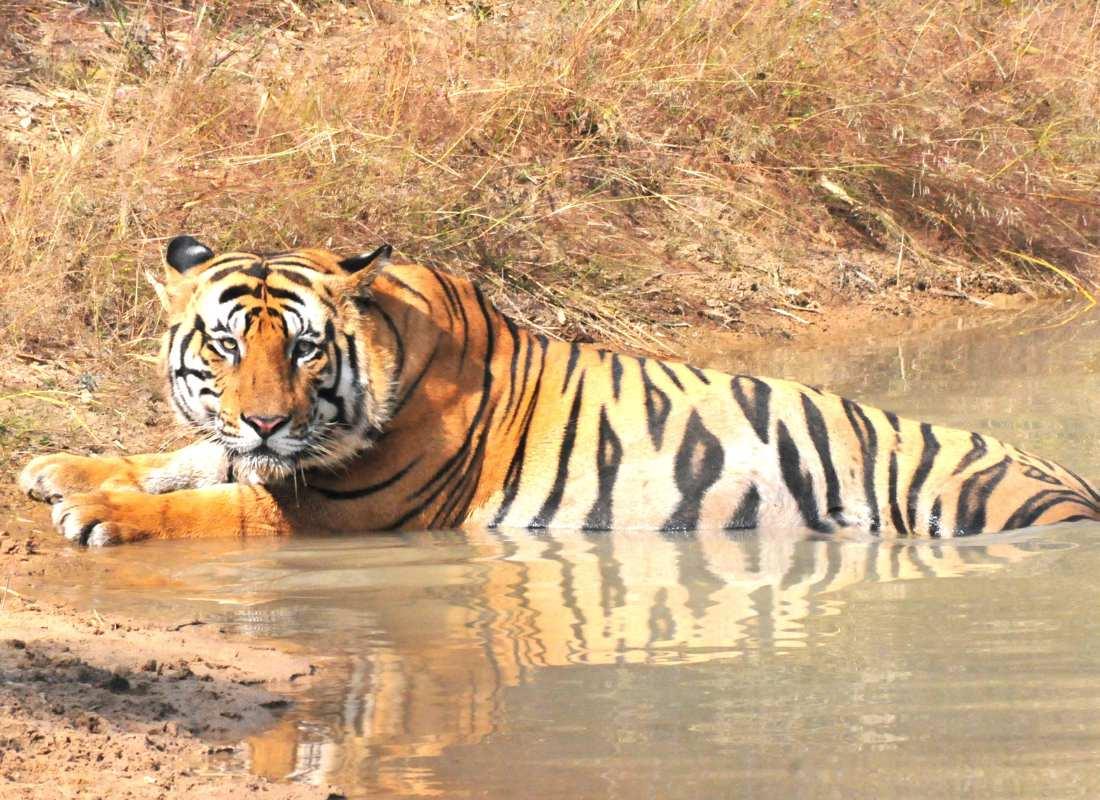 India előadás - Tigris és nagyvad szafari program