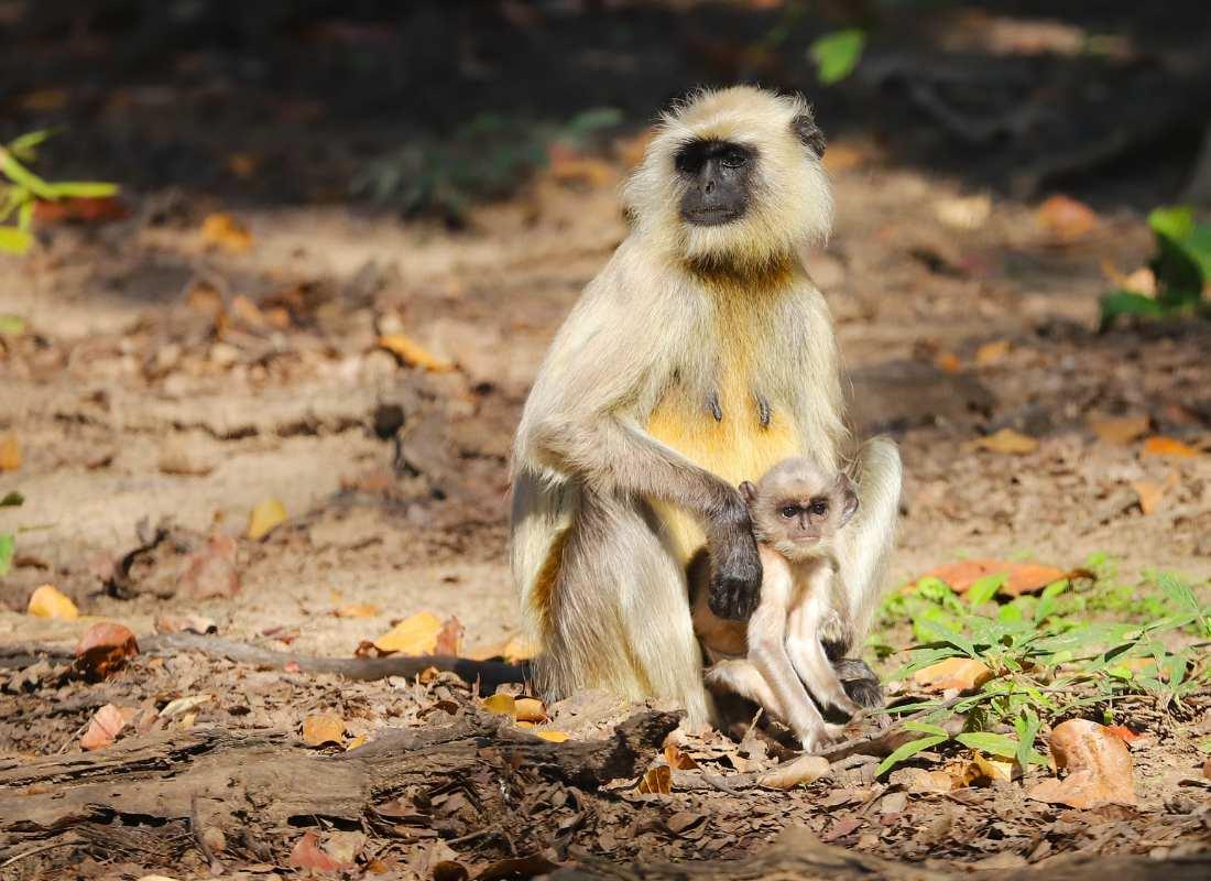 India előadás - Tigris és nagyvad szafari program
